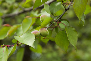 Green apricot