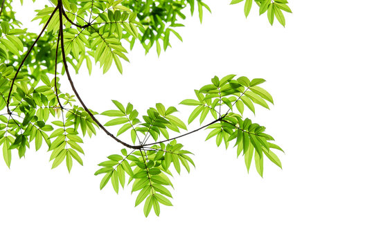 green leaves and branch