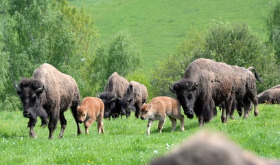 new members in the bison family, cute bison calfs with their mams