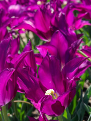 Purple Tulip in near field focus