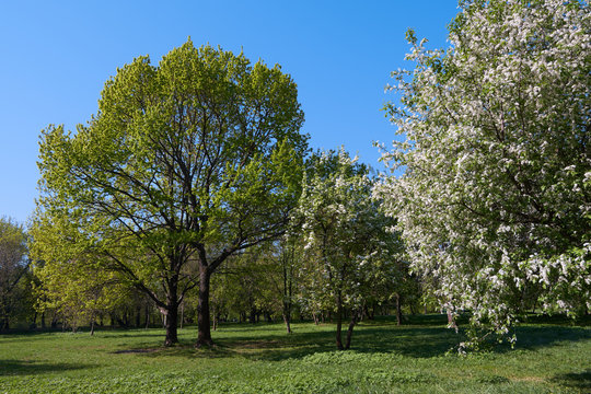 Blooming bird-cherry and oak trees