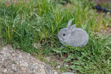 Little grey bunny rabbit eating grass in the garden