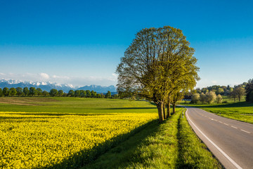 Rapsfeld an der Landstraße bei Icking