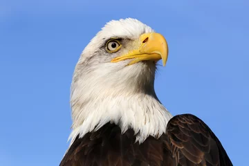Cercles muraux Aigle Bald Eagle