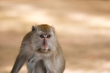 macaque ,monkey