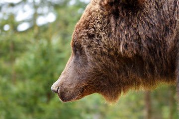 the head of a brown bear in a forest