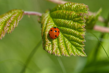 coccinella