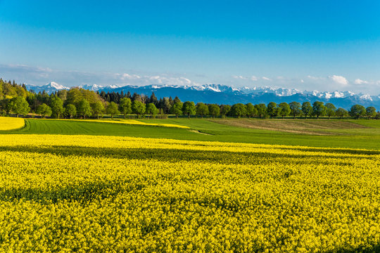 Blühende Rapsfelder vor dem Gebirgsmassiv der Alpen