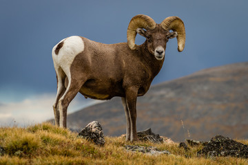 Fototapeta premium „Big Horn” Big Horn Sheep przemierzająca kontynentalny Divide w Rocky Mountain National Park. Chłodne i rześkie wrześniowe popołudnie w Kolorado.