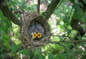Bird's nest.