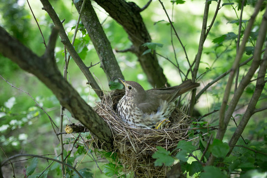 Bird's nest.