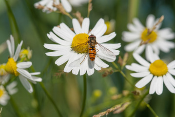 Obraz premium insetto