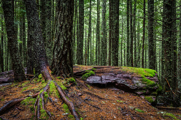 "Forest Green" Hiking along the Avalanche Lake tail while the rain was softly falling and the overcast day created a soft, uniform light throughout the forest.
