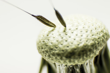 Closeup of dandelion on natural background