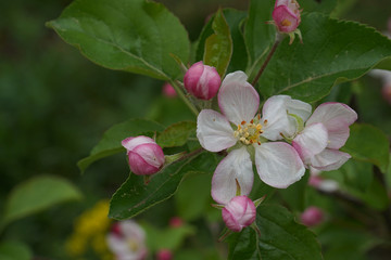 apple flower