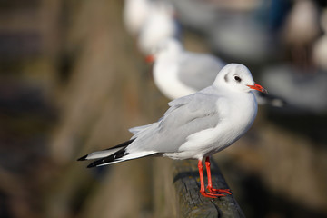 portrait of an isolated sea gull queued up