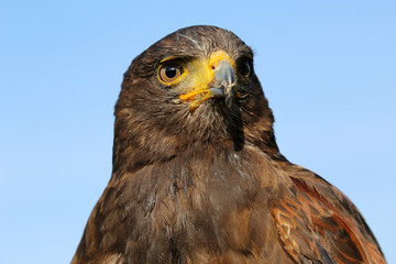 Hawk