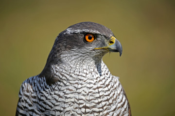 Portrait of a Northern goshawk