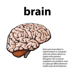 Human brain, vector illustration sketch of a brain isolated on a white background, color close-up of a human brain, anatomy human body Image