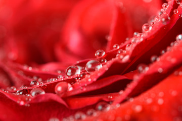 Wet Red Rose Close Up With Water Droplets