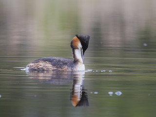 Haubentaucher (Podiceps cristatus)