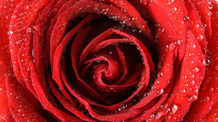 Wet Red Rose Close Up With Water Droplets