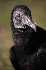 Black vulture