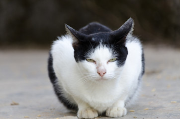 close up,cat lying on floor