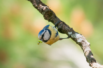 Blue tit holding a caterpillar in its beak hangs upside down from a branch