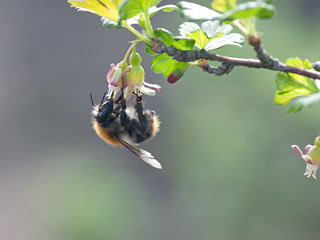 Insect bumblebee pollinates currant bush flowers.