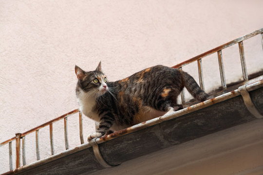 Katze Gl&uuml;ckskatze schildpatt l&auml;uft in bauf&auml;lliger Dachrinne eines Hauses