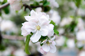 Fototapeta na wymiar A blooming branch of apple tree in spring. Apple spring garden, gardening. Care, crop planting apple trees.