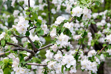 A blooming branch of apple tree in spring. Apple spring garden, gardening. Care, crop planting apple trees.