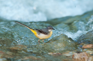 A female grey wagtail looking for food in a creek