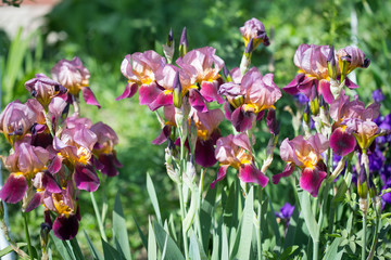 flowers of lilac iris