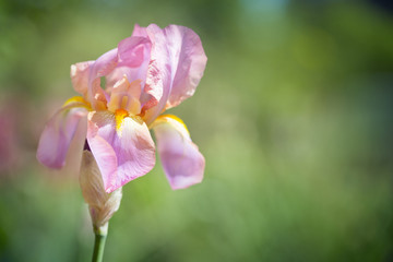Fototapeta na wymiar flowers of lilac iris