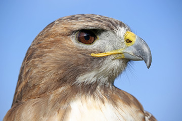 Red-tailed hawk portrait