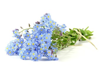bunch of forget-me-not isolated on white background