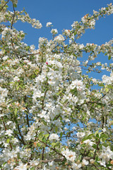 Apfelblüten, Apfelbaum, Malus