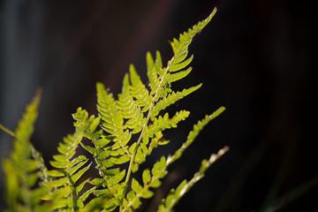 Backlit fern leaf in the sun