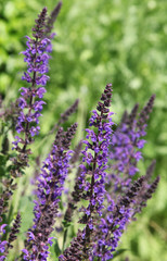 Salvia nemerosa 'Superba'