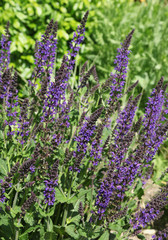 Salvia nemerosa 'Superba'