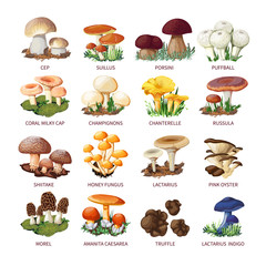Collection Of Edible Mushrooms And Toadstools © Macrovector