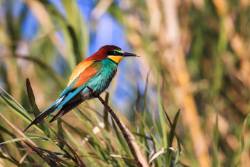 Guêpier d'Europe - Merops apiaster - European Bee-eater