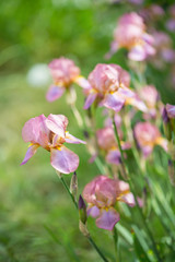 Fototapeta na wymiar Beautiful flowers iris