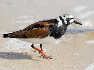 Ruddy Turnstone on Beach