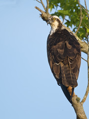 Osprey in Tree