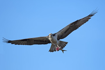 Osprey in Flight with Fish