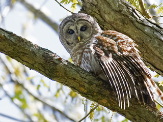 Barred Owl In Tree