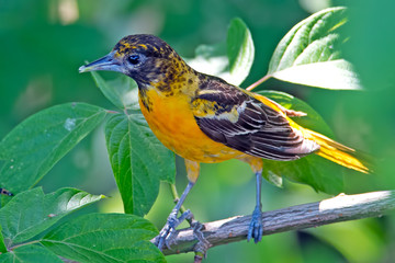 Male Baltimore Oriole